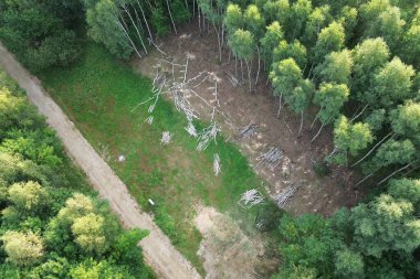 Drone görüntüsü ormanı kesen keresteleri gösteriyor