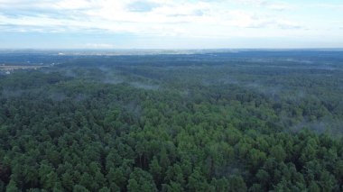 Sabah sisiyle yeşil orman manzarası