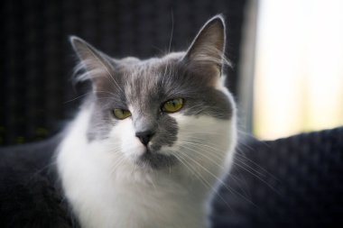 Genç kediyi balkondan düşmekten koruyan güvenlik ağı.