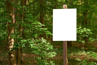 Kuru yeşil ormandaki tahta direğin üzerinde boş beyaz tabela.