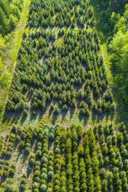 Orman yenileme sahasında fidan büyümesi