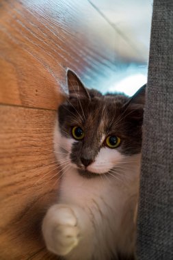 Mobilyaların altından bakan meraklı kedi suratı.