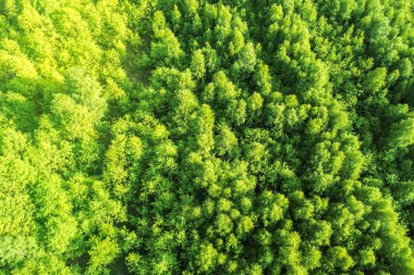 Tarım arazisi ve orman ağaçlarının havadan görünüşü