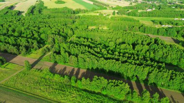 Tipik ağaçların olduğu doğal alan, altın yoğun renkler ve uzun gölgeler. Avrupa 'daki çiftlik köyünde altın saat
