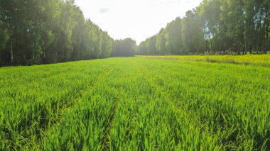 Yemyeşil sıralı tahıl tarlası