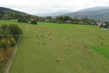 Avrupa kırsalında yukarıdan dağlık inekler