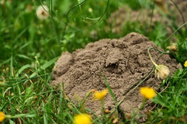 Çimenli bahçede taze köstebek aktivitesi