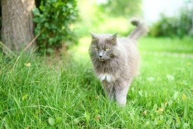 Gri tüylü kedi doğal ışıkta çimlerde duruyor.