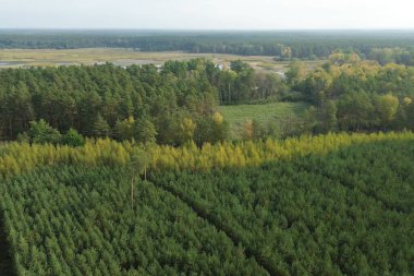 Genç yeşil çam ormanının havadan görünüşü