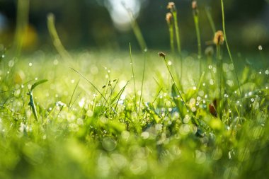 Yeşil çayır çimenleri ve köpüklü çiğ damlaları