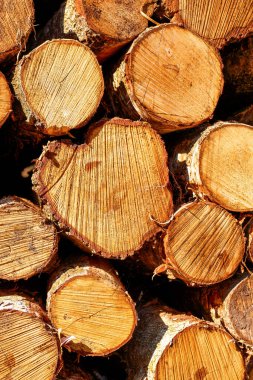 Mavi gökyüzünün altında taze kesilmiş ahşap kütükler