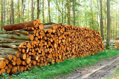 Orman manzarasında odun yığını