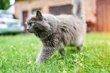 Yaz bahçesinde oynak tüylü kedi yavrusu