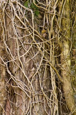 Ağaç kabuğu dağcılık bitkilerine sarılmış.