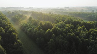 Güneş ışığı sisli orman ağaçlarının arasından süzülür.
