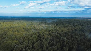 Büyük yeşil bir ormanın sisli ağaç tepeleri