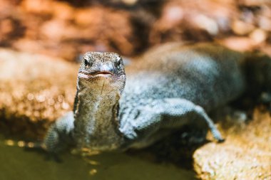 Taş zemine karşı teraryum kertenkelesi