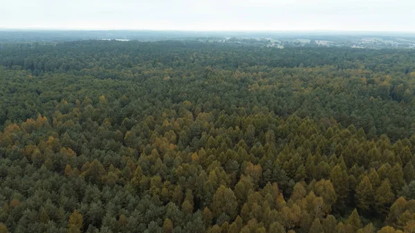 Sonbahar gününde güzel sonbahar yaprakları