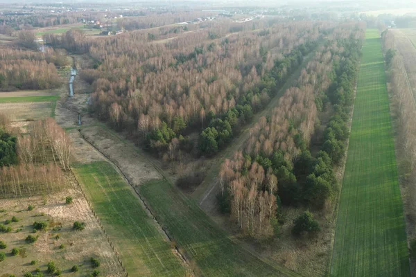 Mevsimlik ağaçların değiştiği kırsal bir orman.