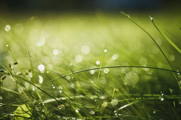 Sabah güneşinde taze çimenlerin yakınına.