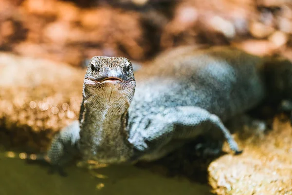 Taş zemine karşı teraryum kertenkelesi