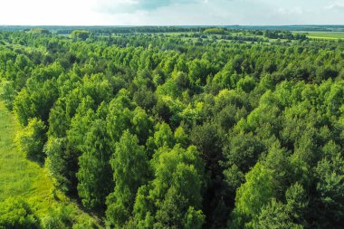 Yemyeşil tarlalar ve insansız hava aracından ağaçlık arazi