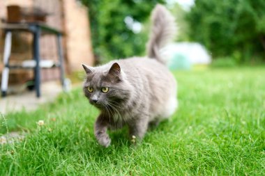 Çimlerin üzerinde oturan sevimli kedicik.