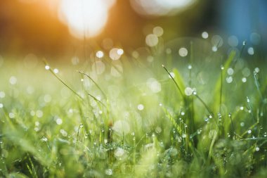 Taze yeşil çimenler ve sabah çiğ damlaları