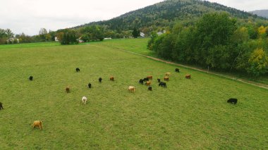 İnsansız hava aracı kırsal Avrupa 'da otlayan dağ ineklerini yakaladı