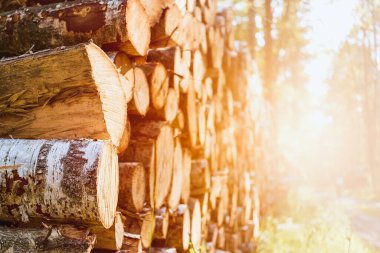 Ağaçların gövdeleri ormanda yığılmış.