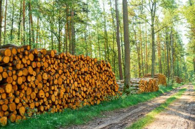 Sıcak enerji için yumuşak odun yığını