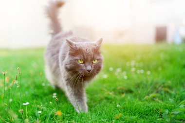 Dışarıda tüylü tüylü sevimli ev kedisi