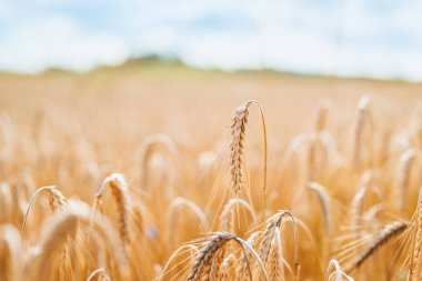 Buğday sapları yaz rüzgarında hafifçe bükülür.