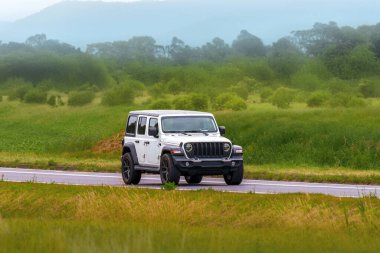 Yaz aylarında orman yolunda gezen maceraperest SUV