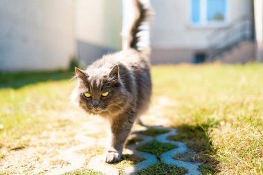 Yeşil yaz bahçesinde yürüyen gri kedi