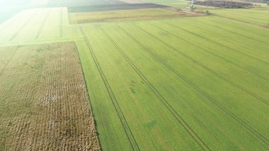 Vahşi geyiklerle huzurlu doğa sahnesi