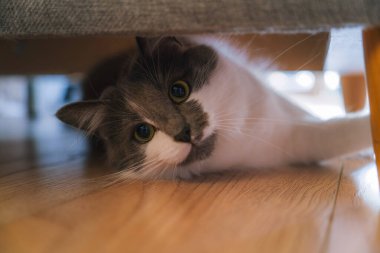 Rahat gri kedi kanepenin altında dinleniyor.