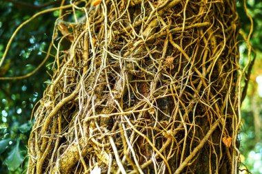 Kuru sarmaşıklara sarılmış orman ağacı.