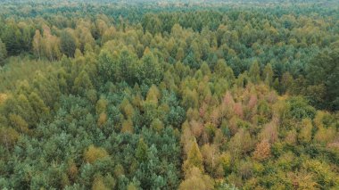 Parlak sonbahar ormanı berrak gökyüzü manzaralı