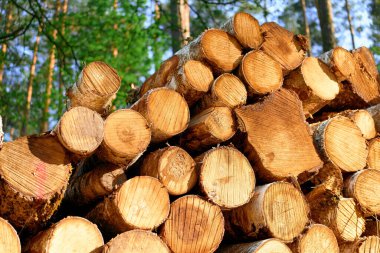 Gündüz vakti yumuşak ağaç gövdeleri yığını