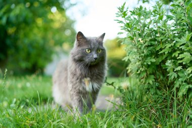 Güneşli bir günde kırsal alanda kabarık gri kedi