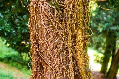 Ağaç yüzeyinde büyüyen iç içe geçmiş kökler