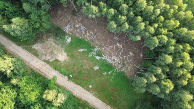 Düşen ağaç gövdeleriyle ormandaki temiz arazi.