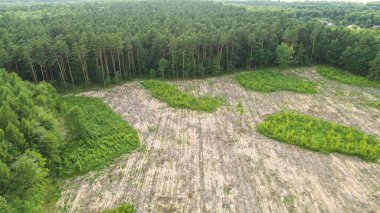 Yeni dikilmiş ağaçları olan sürdürülebilir ormancılık