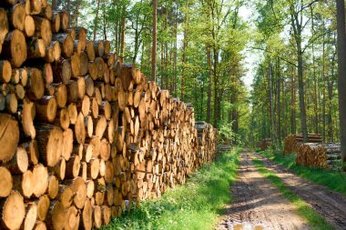 Ormanda kesilmiş ve istiflenmiş kereste sandıkları.