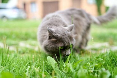 Güneşli bir günde bahçeyi keşfeden sevimli gri kedi.