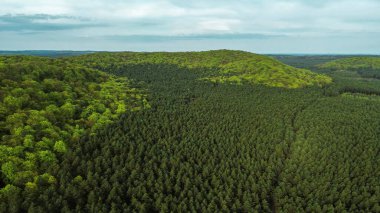 İlkbahar ormanı yüksek açılı manzaralı