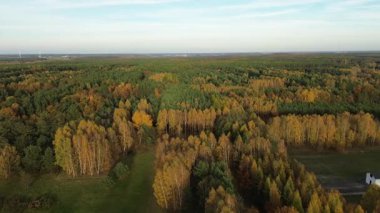 Sonbahar ışığında ormanın en üst manzarası