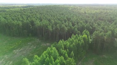Temiz orman arazisinde yetişen genç kozalaklı tohumlar.