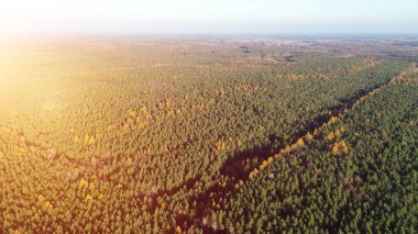 Kırsaldaki renkli sonbahar ormanı